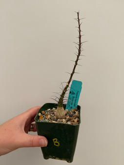 Fouquieria fasciculata 3.5" Pot B