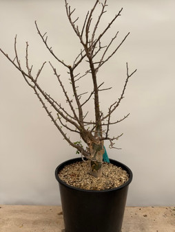Bursera fagaroides 3 Gallon Pot