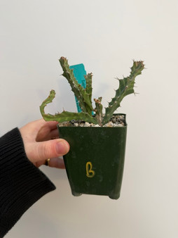 Euphorbia buruana 3.5" pot B - Grigsby Form