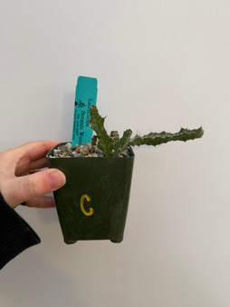 Euphorbia buruana 3.5" pot C - Grigsby Form