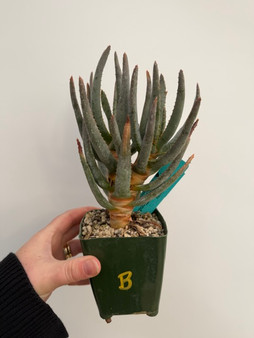 Aloe ramosissima 3.5" Pot B