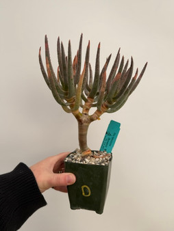 Aloe ramosissima 3.5" Pot D