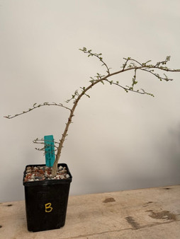 Operculicarya decaryi 5" Pot B