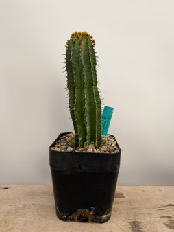 Euphorbia fruitcosa 6" Pot