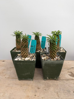 Euphorbia 'Sotetsu Kirin' 3.5" Pots