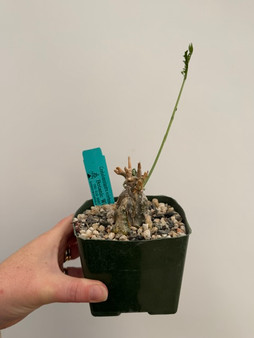 Cephalopentandra eccirhosa 4" Pot