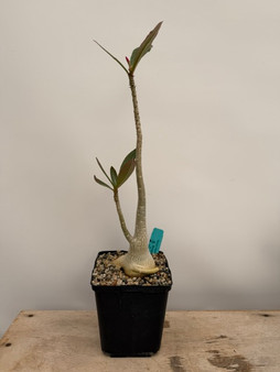 Adenium crispum x obesum 6" Pot
