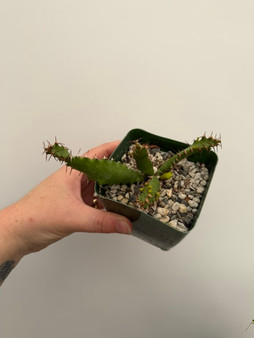 Euphorbia squarrosa 3.5" Pot - Seedgrown!
