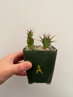 Euphorbia tortirama 3.5" Pot A