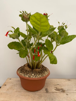 Sinningia bullata 8" Pot