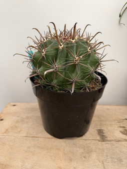 Ferocactus horridus 8" Pot