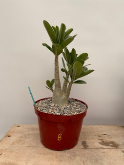Adenium arabicum 8" Pot B
