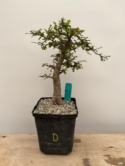 Operculicarya decaryi 6" Pot D