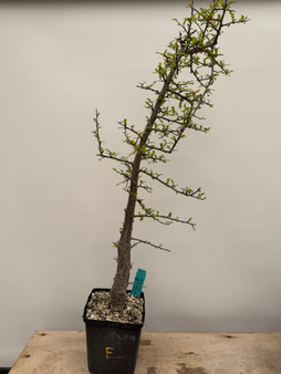 Operculicarya decaryi 6" Pot F