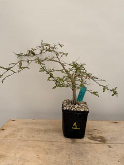 Operculicarya decaryi 5" Pot 1