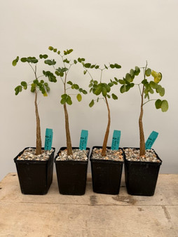 Delonix pumila 5" Pots