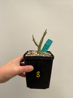 Adenia ballyi 5" Pot B