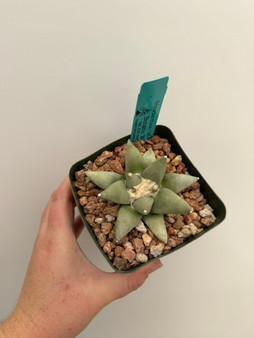 Ariocarpus retusus ssp. furferaceus "Las Tablas" 4" Pot