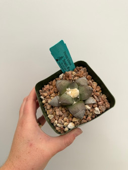 Ariocarpus furferaceus 4" Pot
