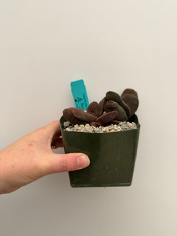 Gasteria batesiana 'Barberton' 4" Pot