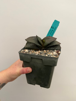 Gasteria armstrongii hybrid 6" Pot - Variegated Pup!