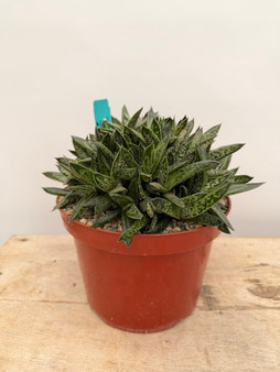 Gasteria liliputana 8" Pot - Anthony's Old Stock Plant!