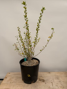 Fouquieria columnaris 2 Gallon Pot 2