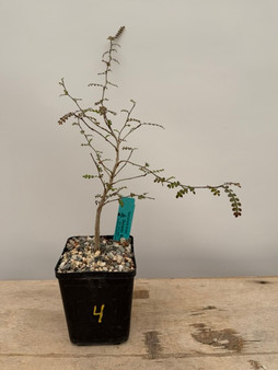 Operculicarya decaryi 5" Pot 4