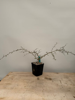 Operculicarya decaryi 5" Pot 6