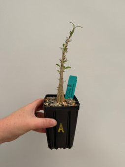 Sesamothamnus lugardii 3.5" Pot A