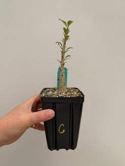 Sesamothamnus lugardii 3.5" Pot C