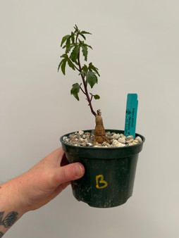 Ipomoea platensis 5" Pot B