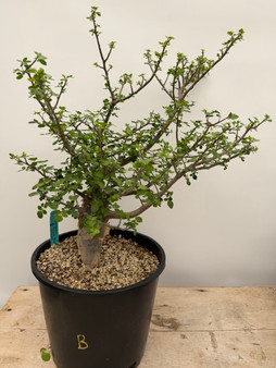 Bursera fagaroides 3 Gallon Pot B