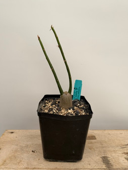 Pseudobombax ellipticum 6" Pot