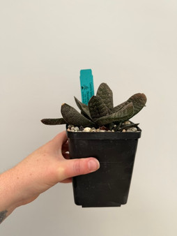 Gasteria batesiana 'Barbeton'  5" Pot