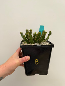 Euphorbia micracantha 6" Pot B