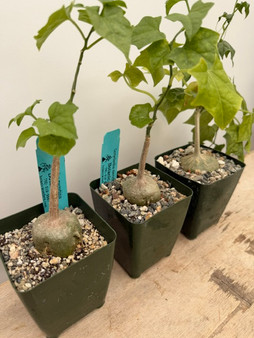 Gerrardanthus macrorhizus 3.5" Pots