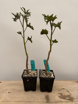 Adenia volkensii 3.5" Pots