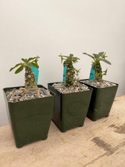 Dorstenia foetida  'Super Clone' 3.5" Pots