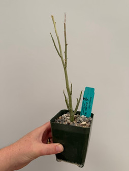 Adenia pechuelii 3.5" Pot