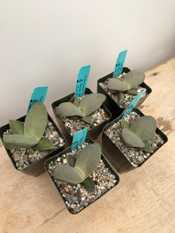 Pleiospilos simulans 3.5" Pots