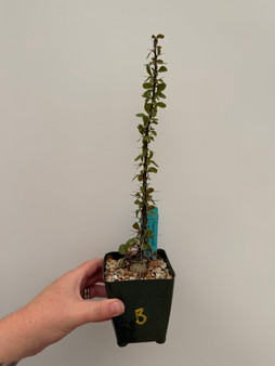 Fouquieria fasciculata 3.5" Pot B