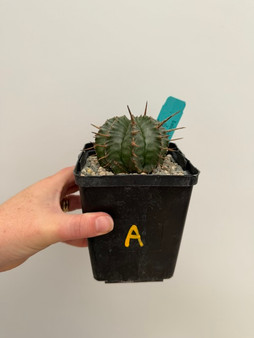 Euphorbia horrida var. horrida 5" Pot A