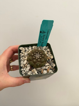 Copiapoa hypogea 3.5" Pot A
