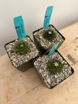 Obregonia denegrii 3.5" Pots
