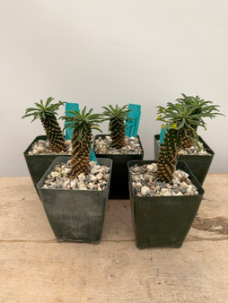 Euphorbia 'Sotetsu Kirin' 3.5" Pots