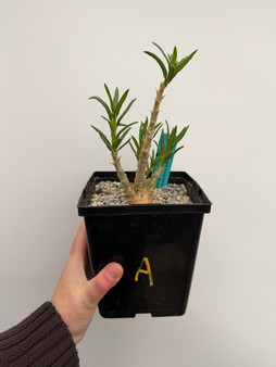 Pachypodium succulentum x bispinosum 6" Pot A