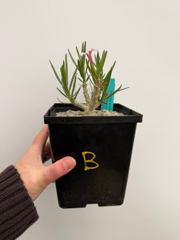 Pachypodium succulentum x bispinosum 6" Pot B