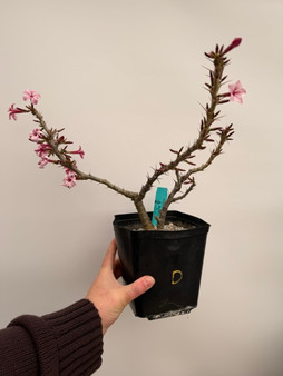 Pachypodium succulentum x bispinosum 6" Pot D