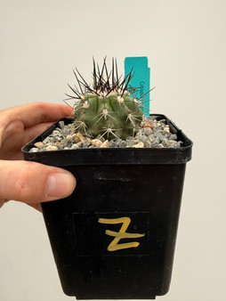 Copiapoa streptocaulon 5" Pot Z